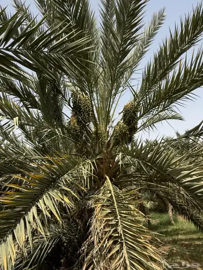 صيف مزرعه للبيع في العشيره 8
