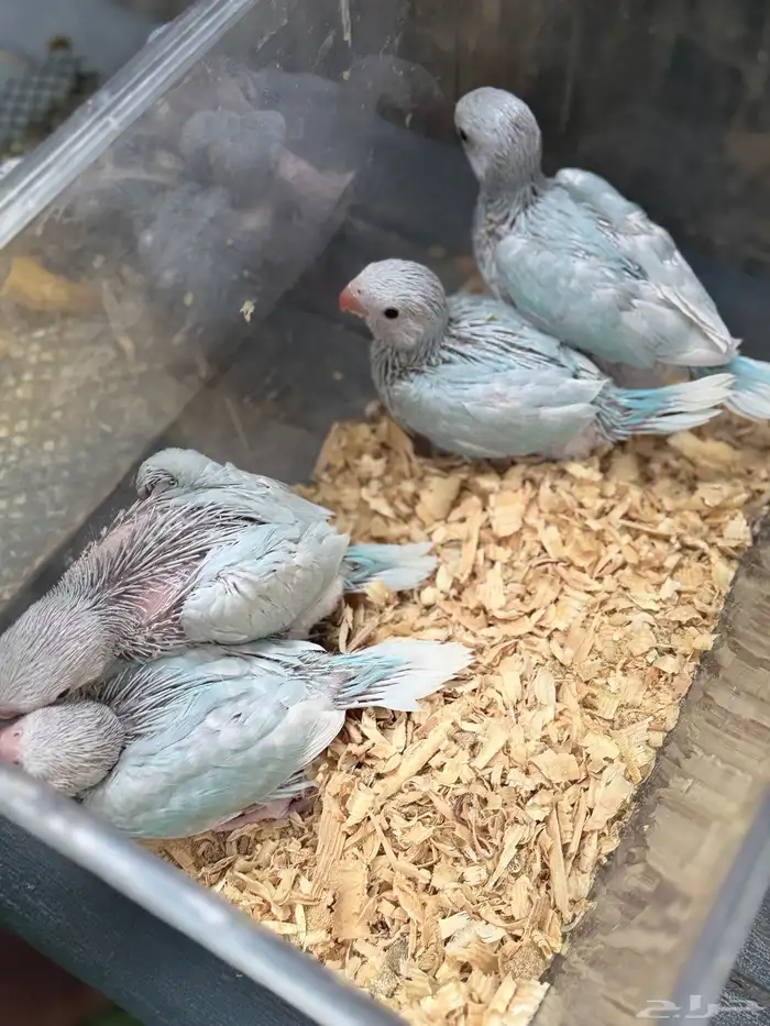 فروخ درة اللوان جميلة جدا 1