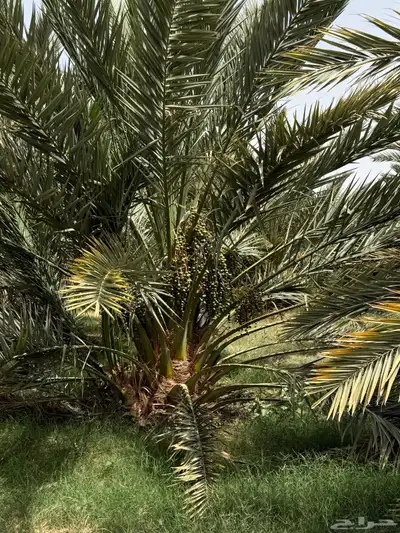 صيف مزرعه للبيع في العشيره 1