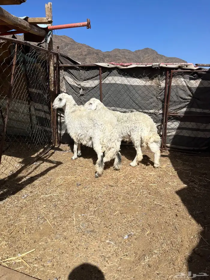 طليان حريه جبره وسمان مقفله على الشرط 1
