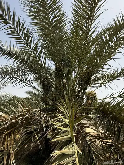 صيف مزرعه للبيع في العشيره 6