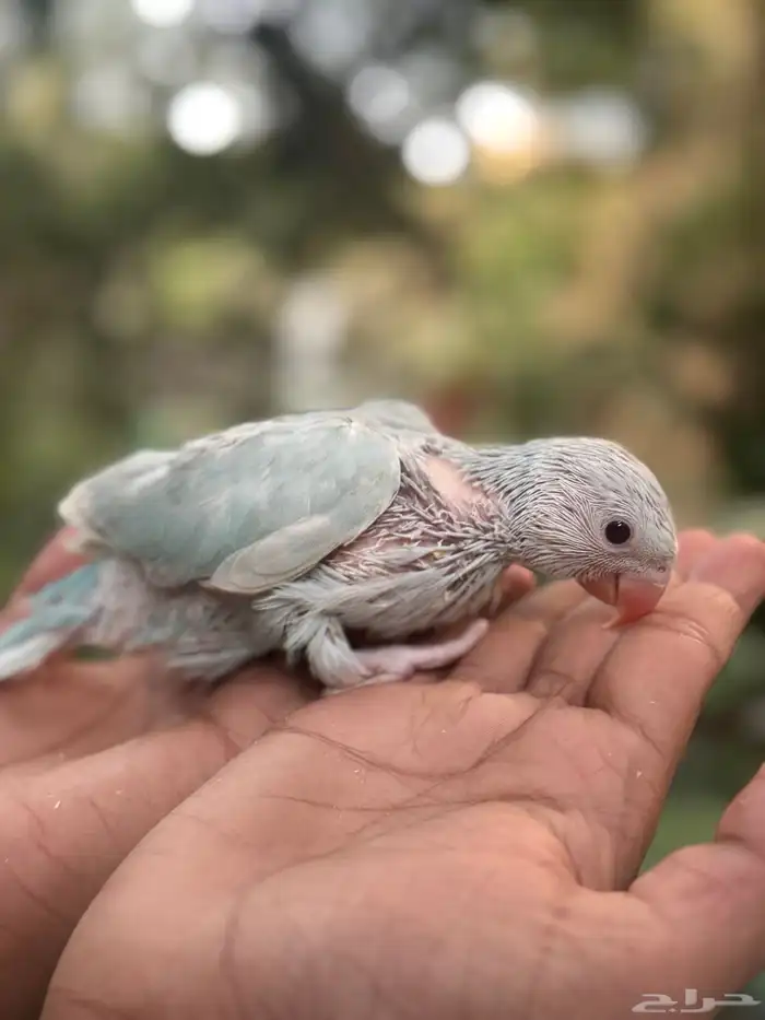 فروخ درة اللوان جميلة جدا 10