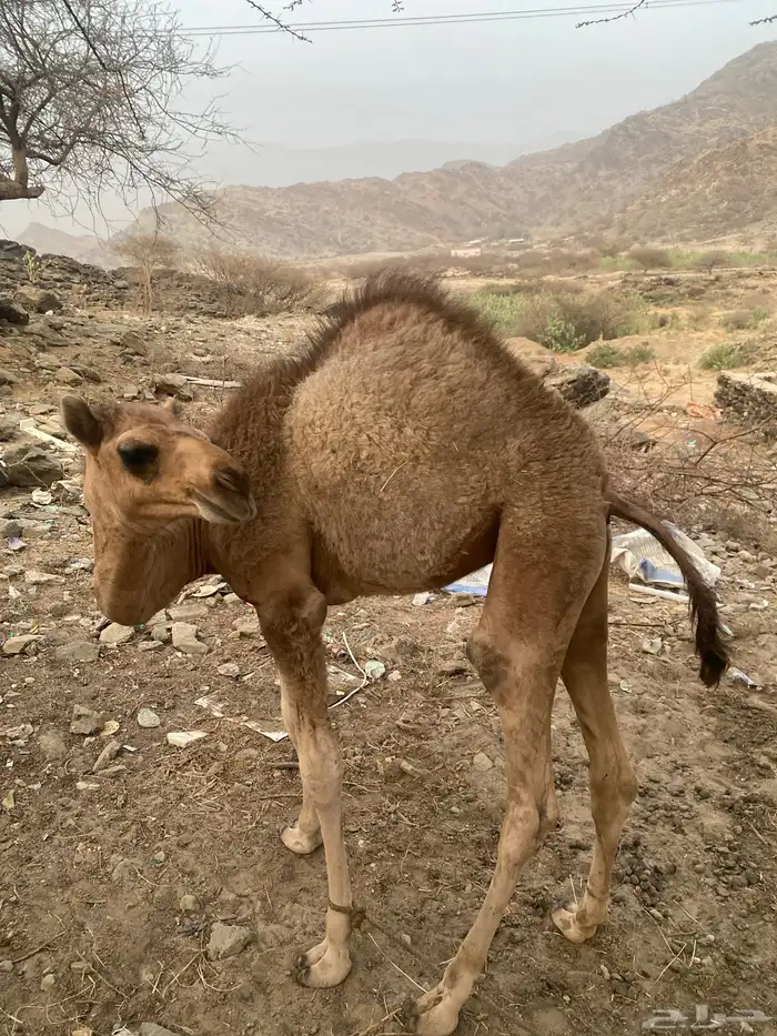 ناقه خلفه 7