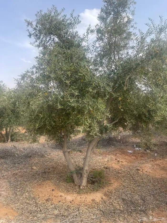 اسجار زيتون مثمرة 0