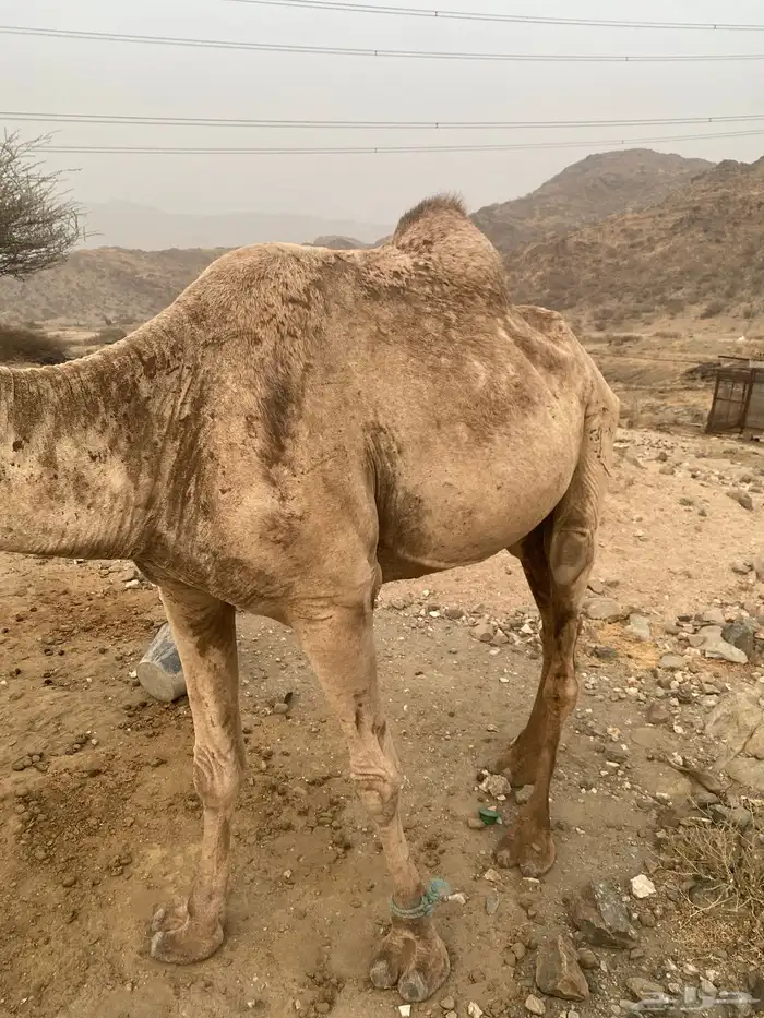 ناقه خلفه 1