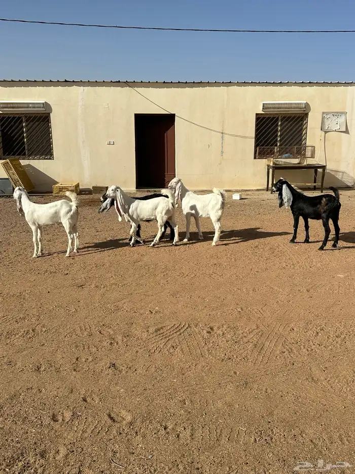 جفار هولنديات وعارضيه 0