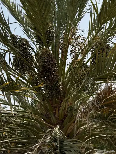 صيف مزرعه للبيع في العشيره 20