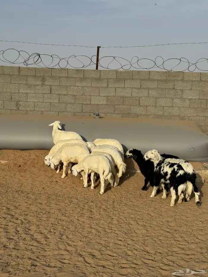 خرفان ورخال 3