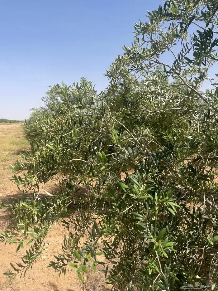 اسجار زيتون مثمرة 12