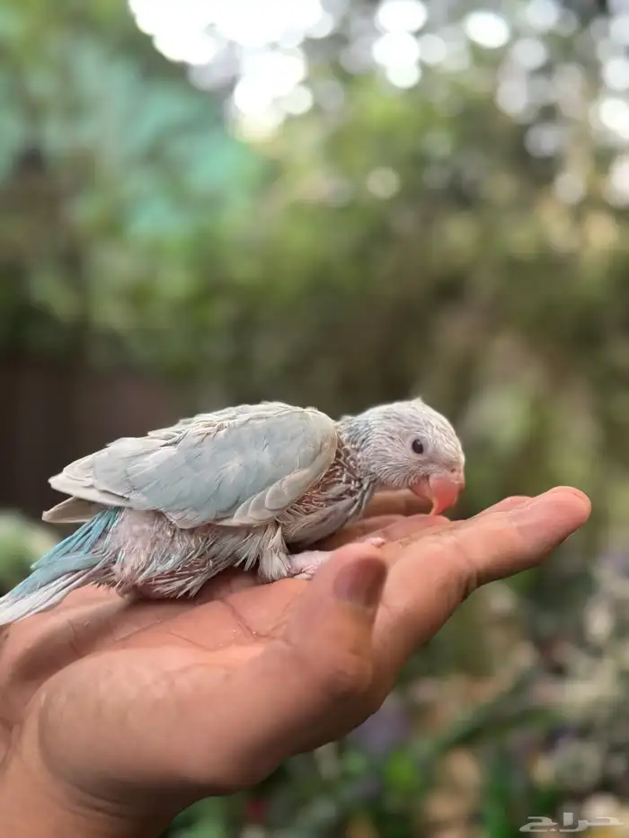 فروخ درة اللوان جميلة جدا 14