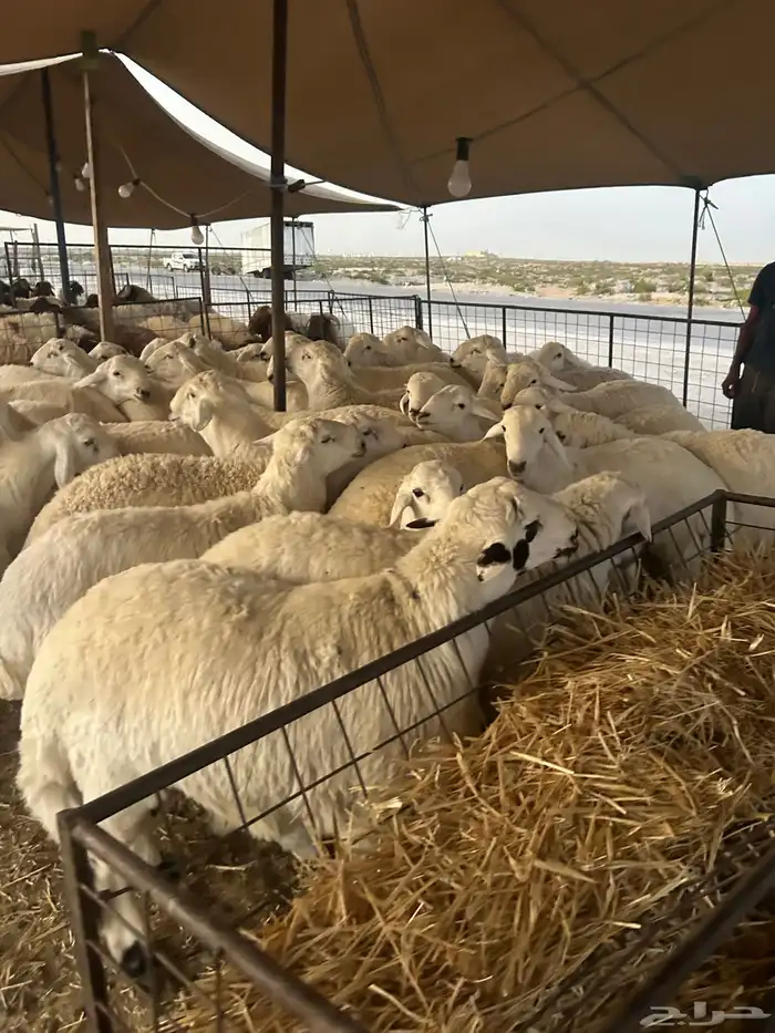حريات كناور وحريات وسط ونعيم كناور ونعيم وسط 1