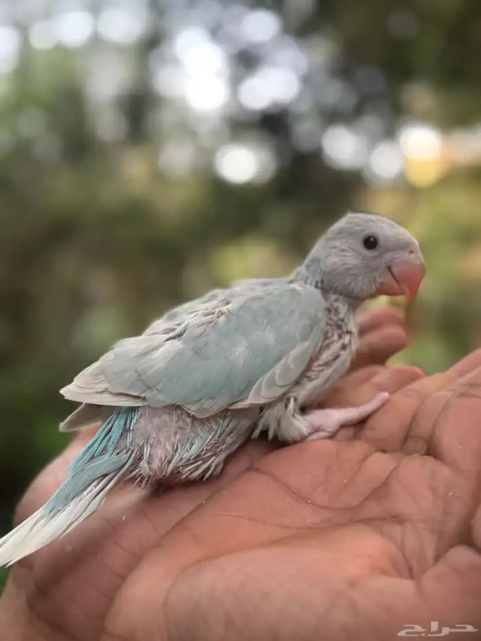 فروخ درة اللوان جميلة جدا 12