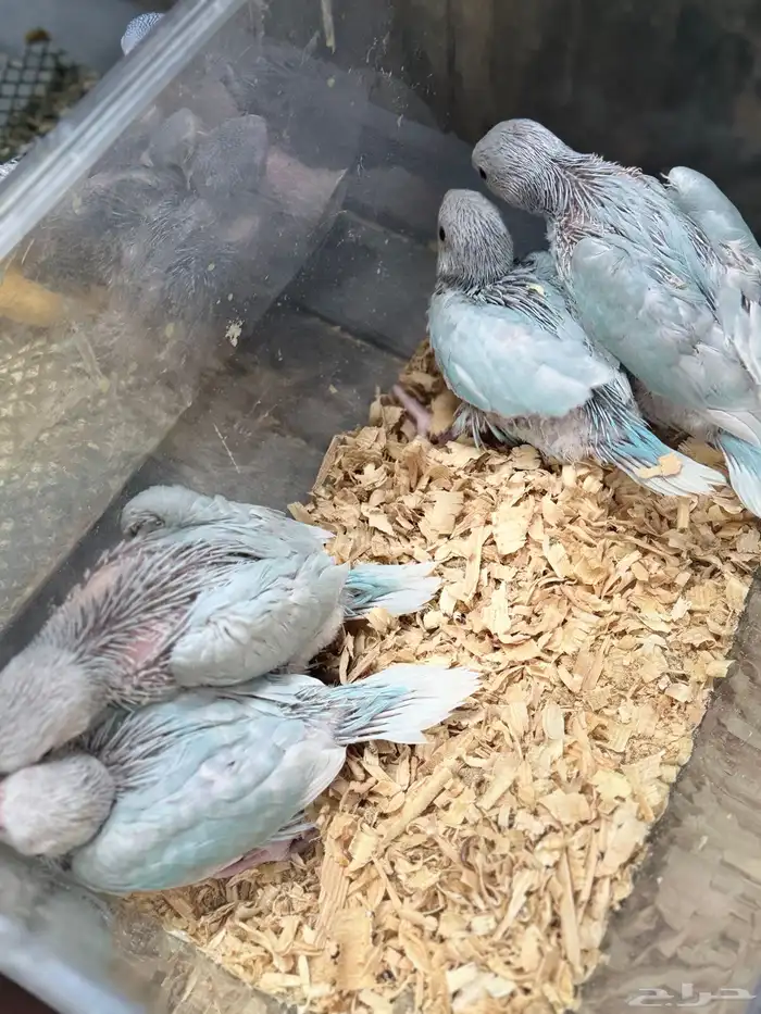 فروخ درة اللوان جميلة جدا 2