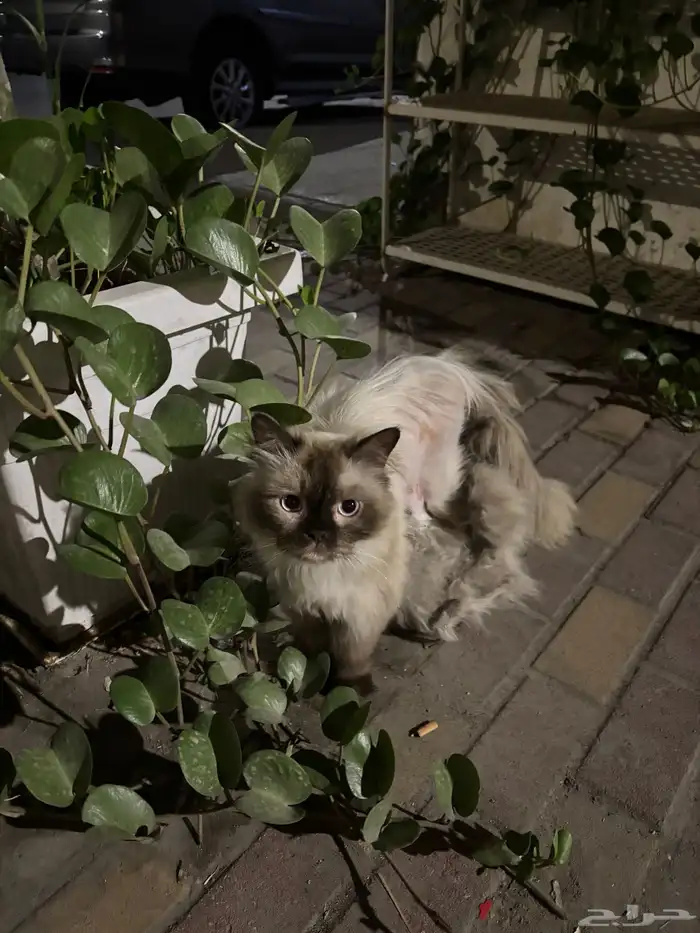 قطه أنثى تركوها أهلها بعد ما كبرت 3