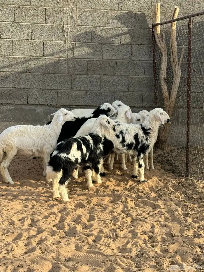 خرفان ورخال 2