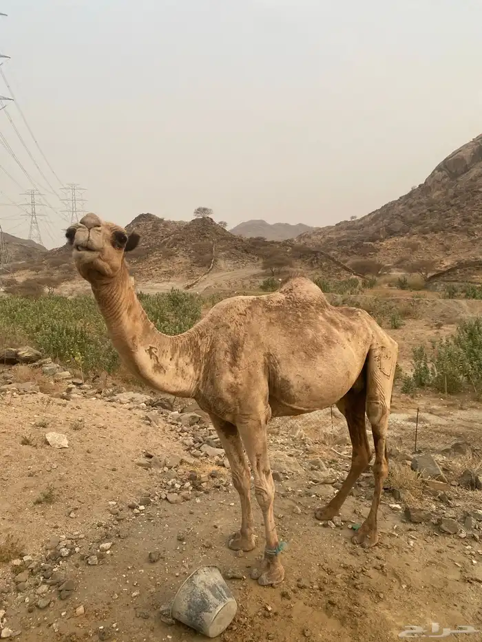 ناقه خلفه 4