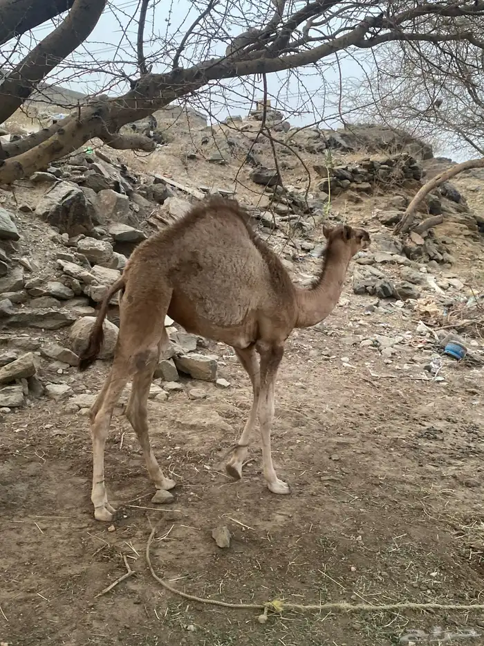 ناقه خلفه 5