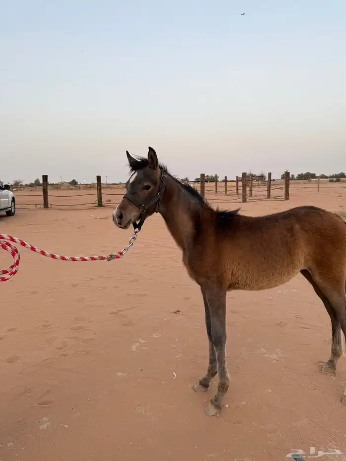سمحه مهره شعبيه للبيع(( تم البيع )) 1