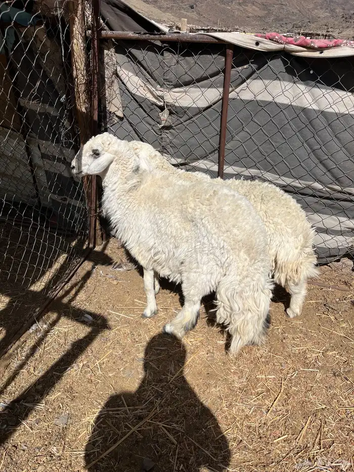 طليان حريه جبره وسمان مقفله على الشرط 0