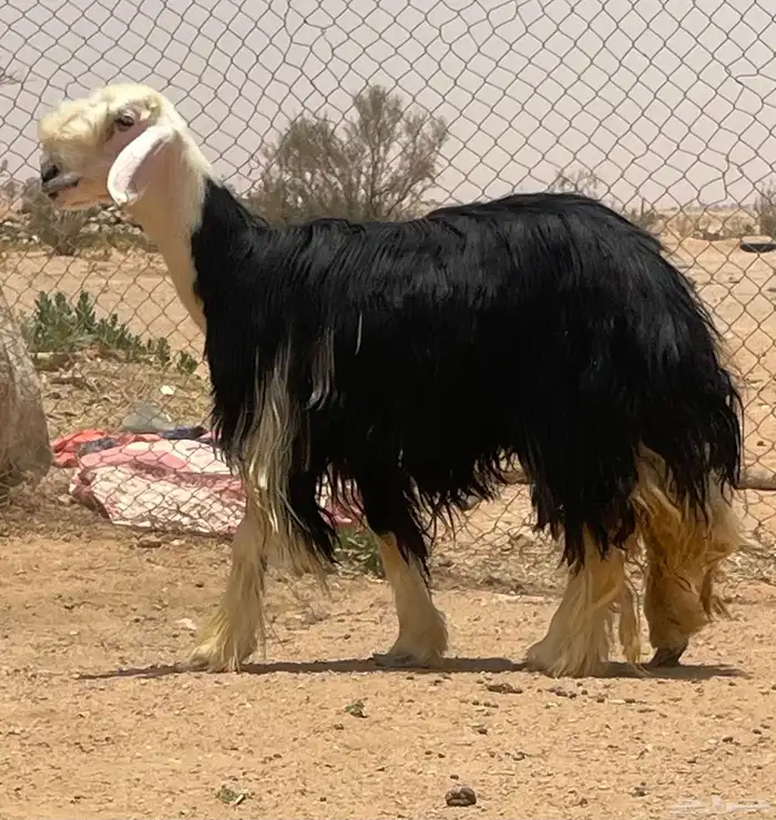 شاه نجديه رباع 2