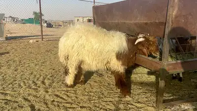 ضحايا خرفان نعيم وسواكن للحجز 1