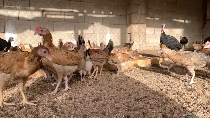 فروخ - بشاير - دجاج بلدي 0