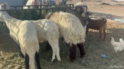 ضحايا خرفان نعيم وسواكن للحجز 2