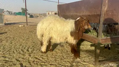 ضحايا خرفان نعيم وسواكن للحجز 0