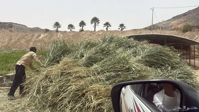 اعلاف للبيع 0
