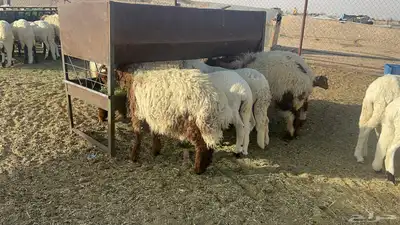 ضحايا خرفان نعيم وسواكن للحجز 3