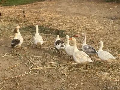 وز للبيع العدد 11 الحبة بسبعين 0
