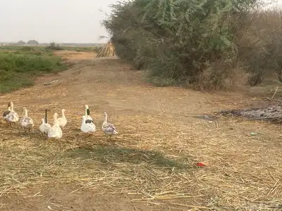 وز للبيع العدد 11 الحبة بسبعين 1