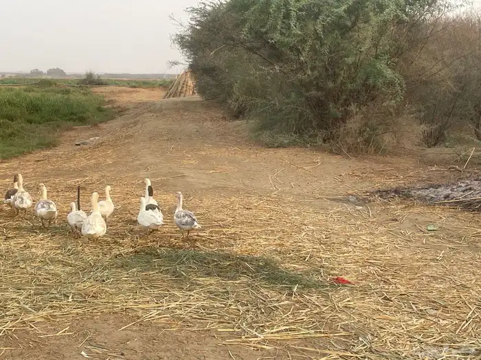 وز للبيع العدد 11 الحبة بسبعين 1