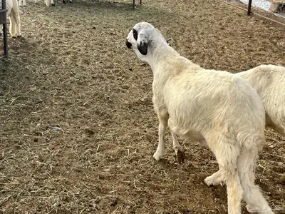 ضحايا خرفان نعيم وسواكن للحجز 7