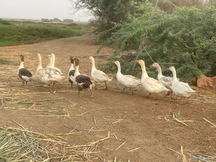 وز للبيع العدد 11 الحبة بسبعين 2