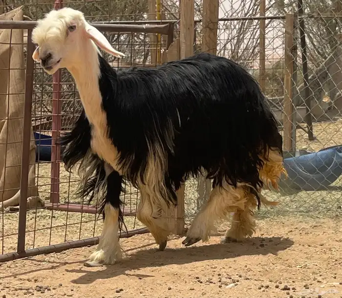 شاه نجديه رباع 1