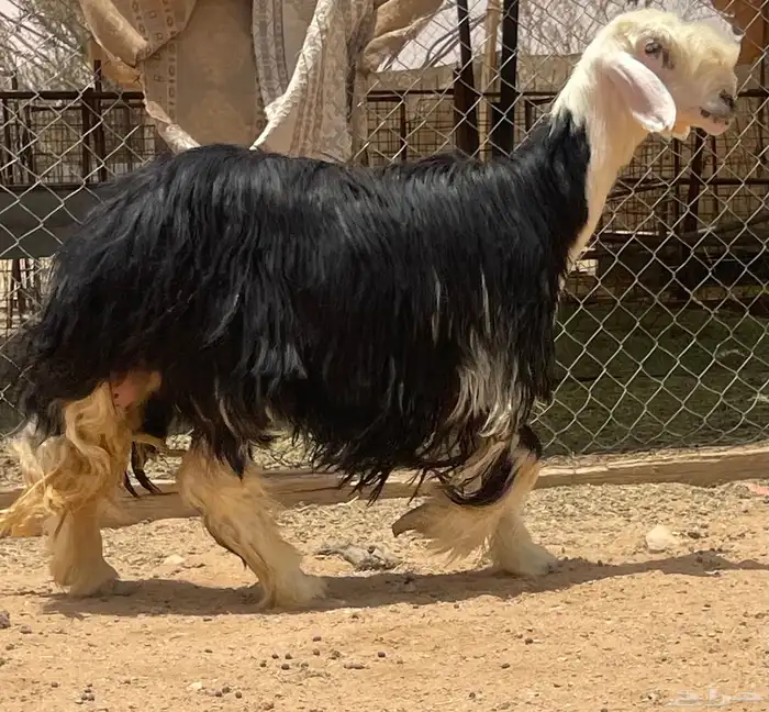 شاه نجديه رباع 0