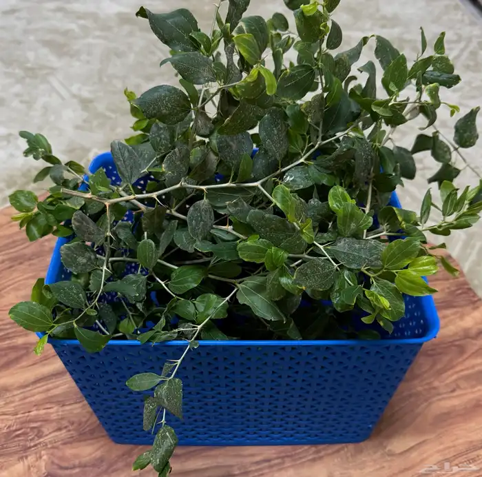 ورق سدر مجاني للعلاج 0