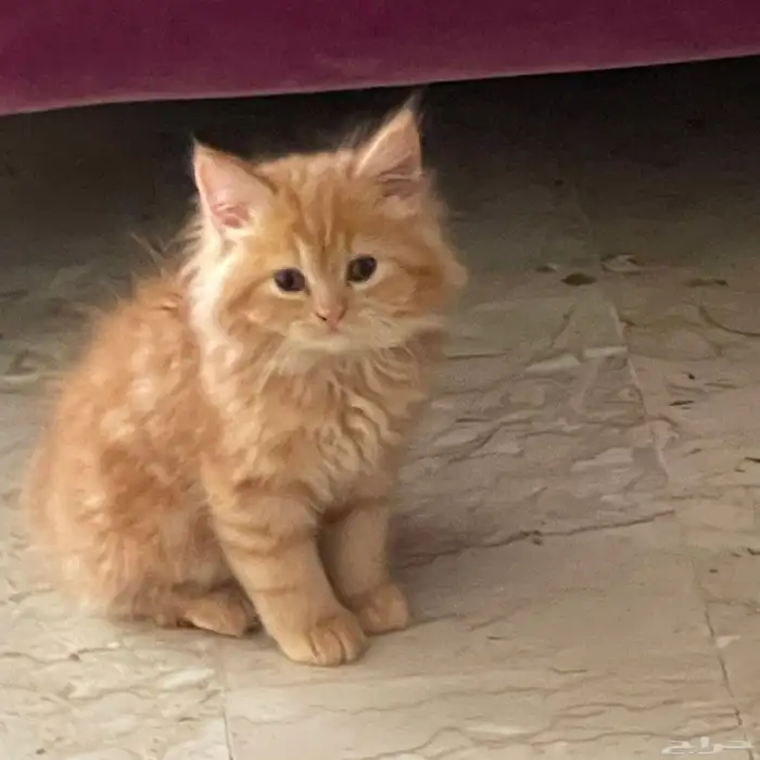 قطة شيرازي للبيع 1