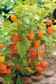 بذور فاكهة الملوك 8