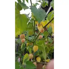 بذور فاكهة الملوك 5