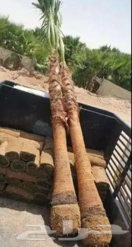نخل واشنطني 11