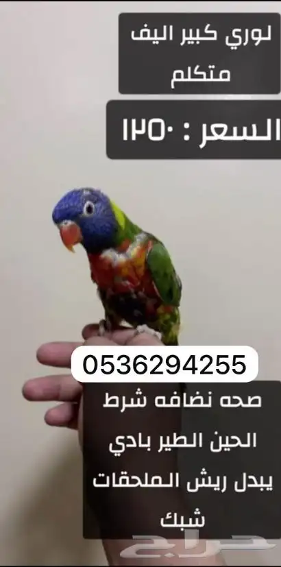 طيور اليفه للبيع 3