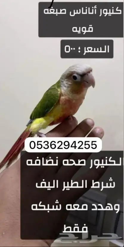 طيور اليفه للبيع 4