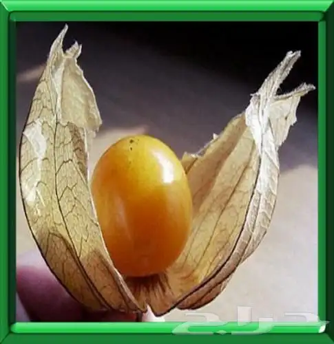 بذور فاكهة الملوك 0