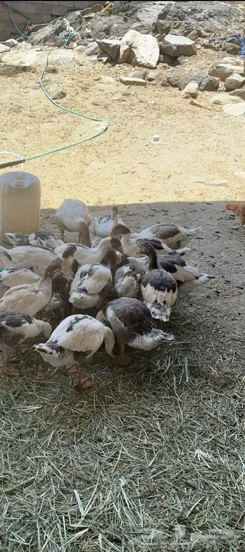 وز بلدي للبيع تفريد وجمله 0