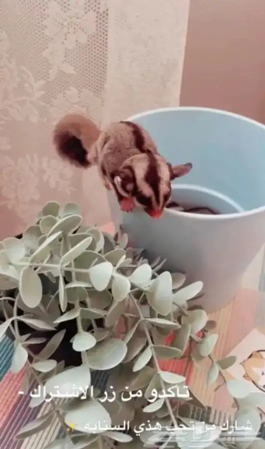 السنجاب الطائر 1