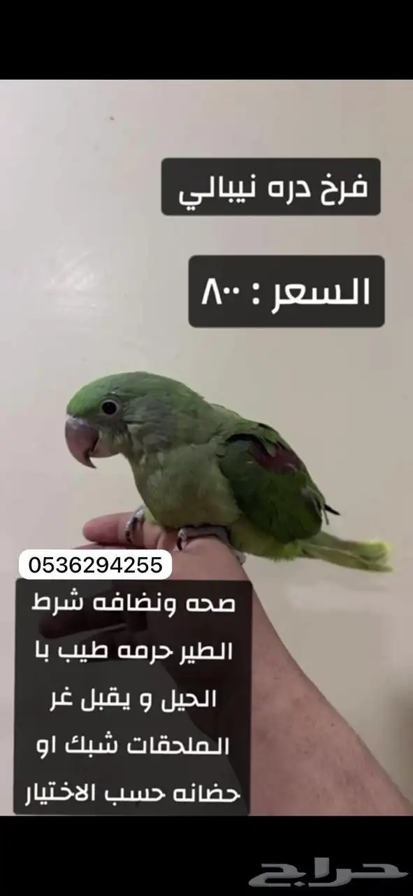 طيور اليفه للبيع 6