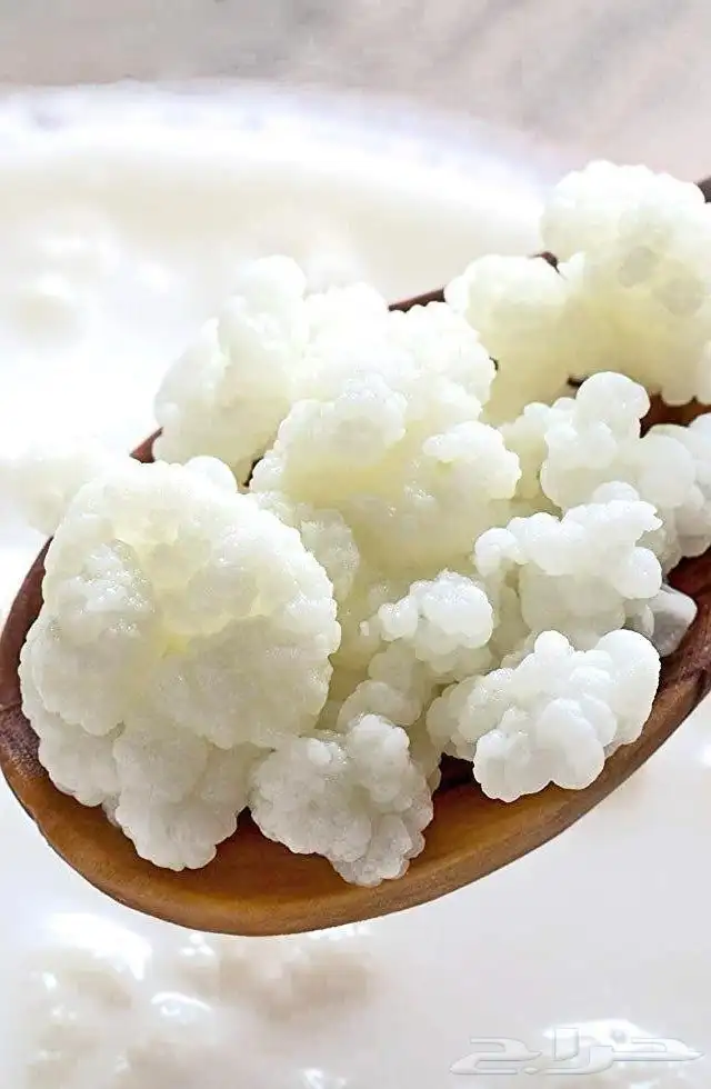 يتوفر حبيبات كفير (فطر هندي) 3