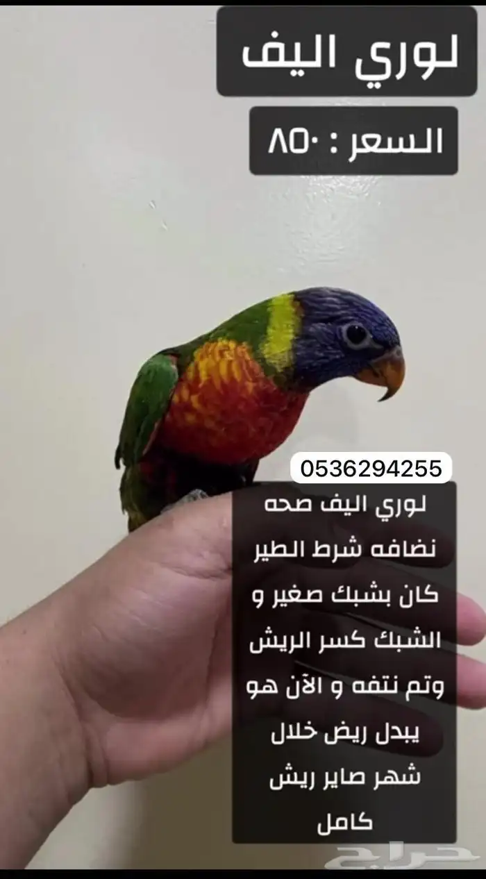 طيور اليفه للبيع 5